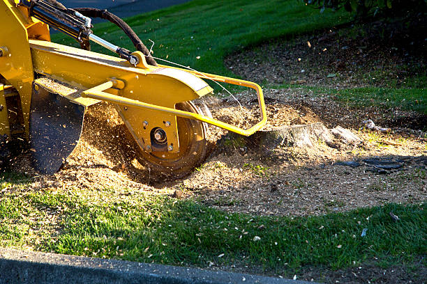 The Steps Involved in Our Tree Care Process in Tahoma, CA